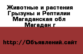 Животные и растения Грызуны и Рептилии. Магаданская обл.,Магадан г.